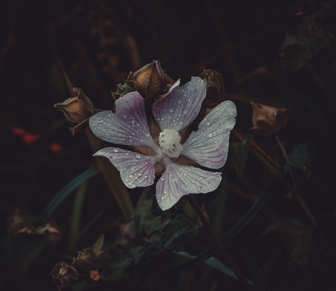 Panduan Lengkap Mengelola Bunga GoPay Pinjam untuk Keuangan Anda